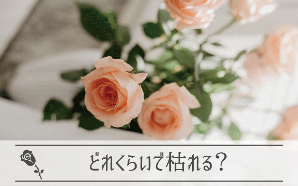 プリザーブドフラワーは枯れる？どれぐらいで？
