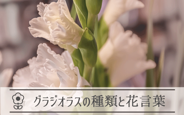 グラジオラスの種類と花言葉