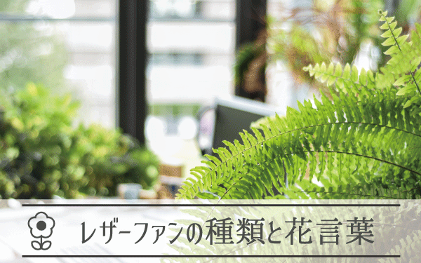レザーファンの種類と花言葉