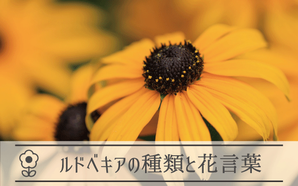 ルドベキアの種類と花言葉