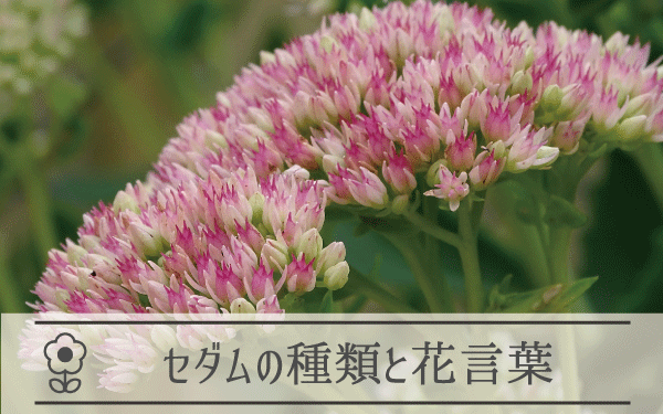 セダム（弁慶草）の種類と花言葉