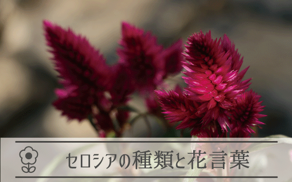 セロシアの種類と花言葉